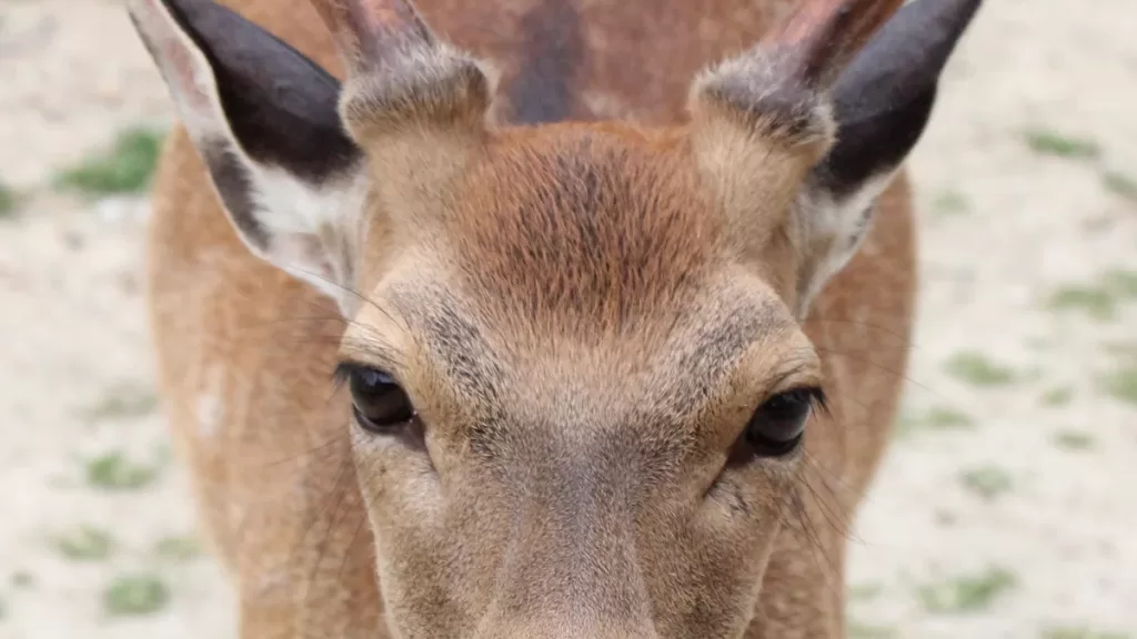 探索奈良公園的自然與動物世界