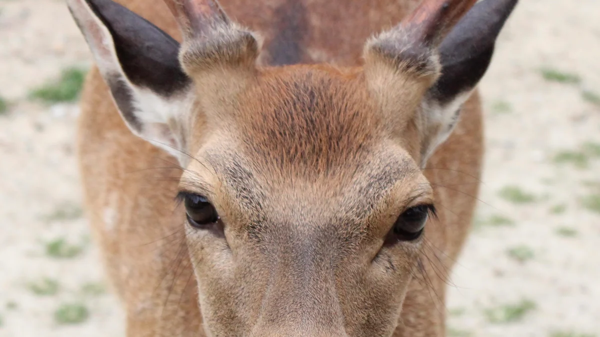 探索奈良公園的自然與動物世界