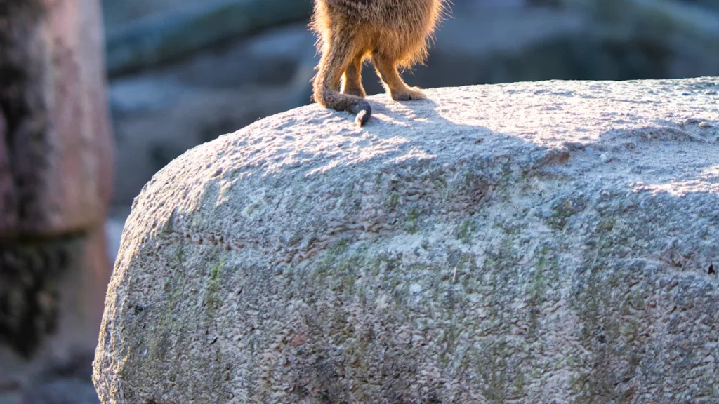 奧克蘭自由行攻略：親子動物園探險指南